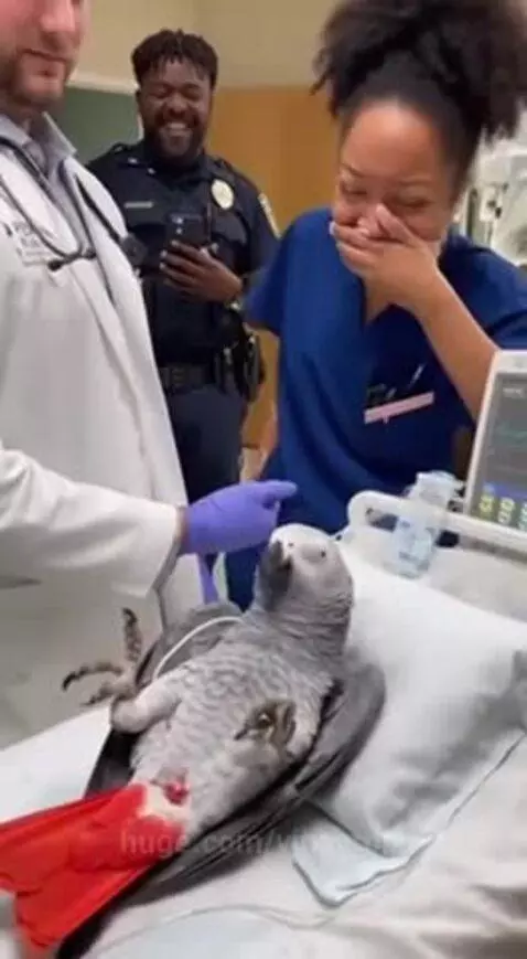 A grey parrot with red tail feathers lies on a hospital bed, with a doctor and laughing nurse beside it.