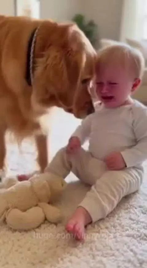 Golden retriever nudges a crying baby with a stuffed animal, then is hugged by the baby.