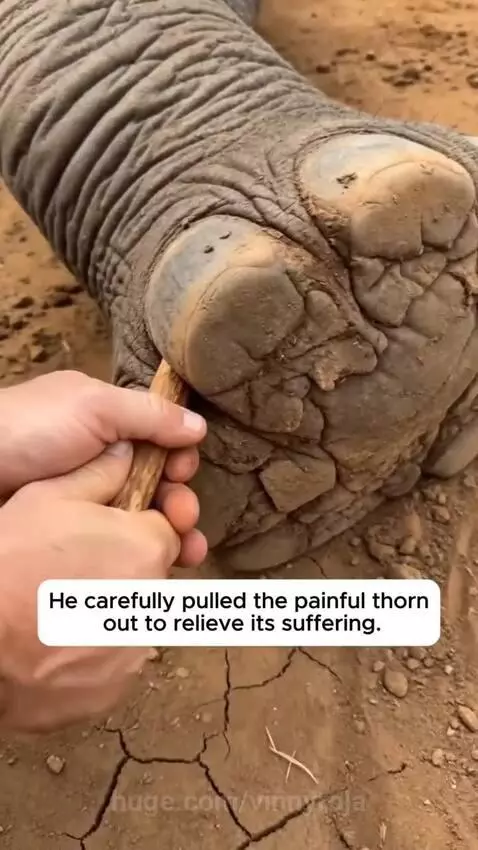 Man pets a large elephant standing near a pile of fruit, showing gratitude.