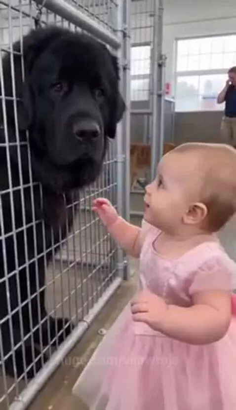 Baby girl in a pink tutu gently touching the face of a large black Newfoundland dog in a kennel.