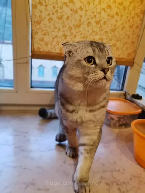 Captain Grey Muzzle by svololo