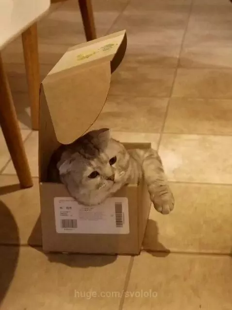 Кошачии сны by svololo