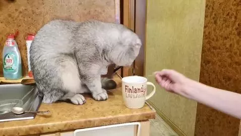 Реальное бодание с чашкой by svololo