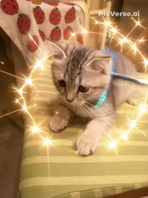 The kitten is a dragon 1 by svololo