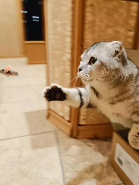 Scottish Fold cat wearing a collar as a space helmet, floating in space and chasing a toy mouse.