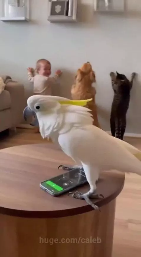 Chronicles of Officer Crackledoo by caleb