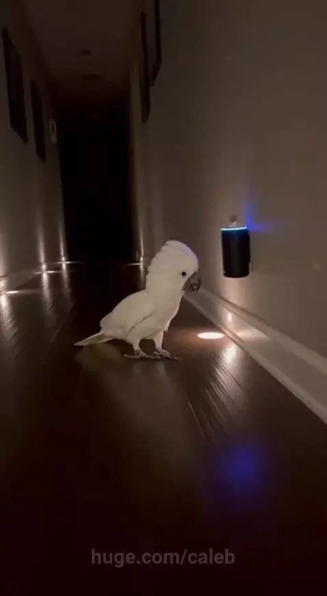 Such joy killer by caleb