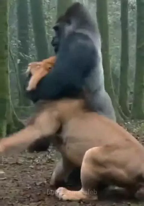 The power of a silverback by caleb