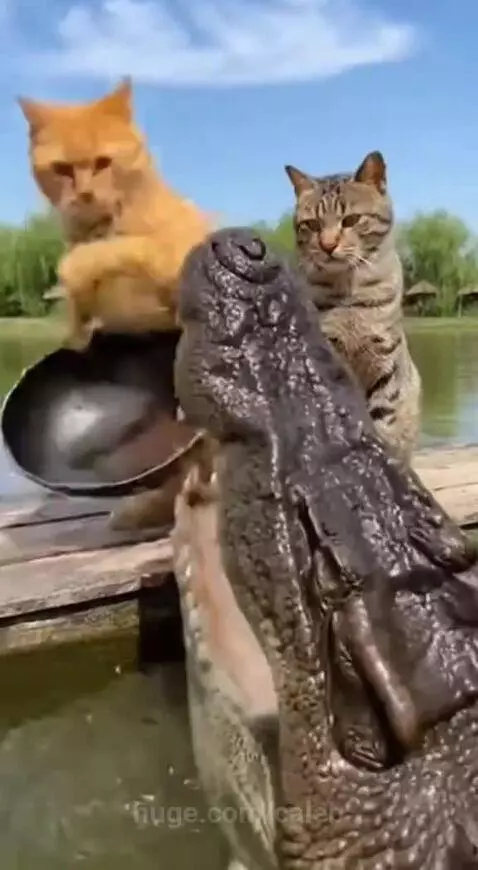 Strong defense by caleb