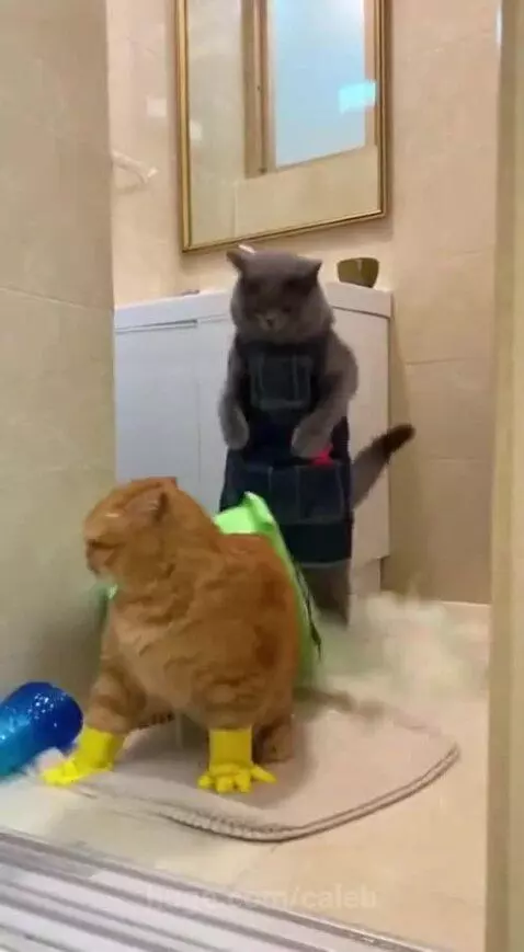 Grey cat in apron pours water on orange cat wearing yellow paw covers, leading to a messy fight.