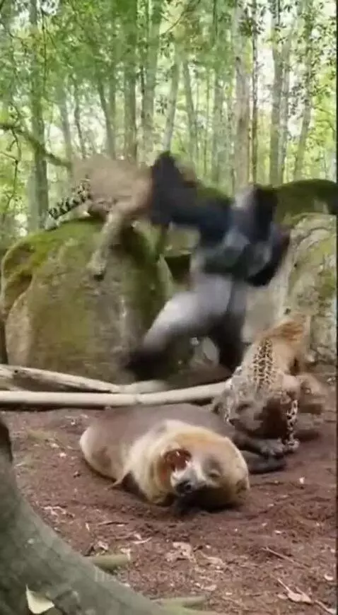 A powerful gorilla fighting off two leopards in a forest clearing with mossy rocks.