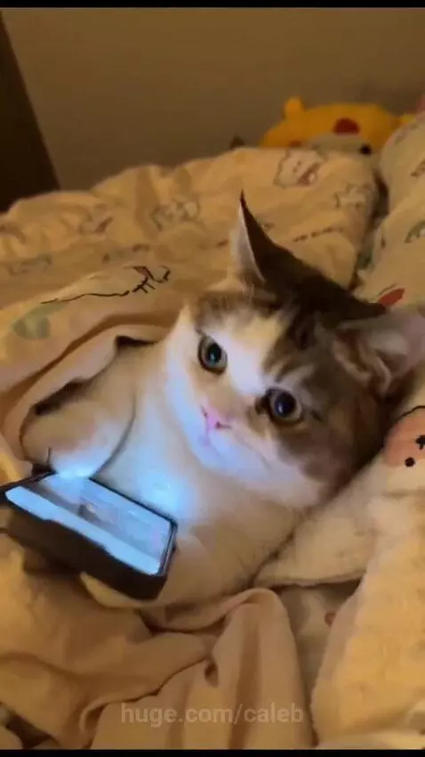 A cat with glowing eyes lies in bed, looking at a smartphone before being tucked into a blanket and falling asleep.