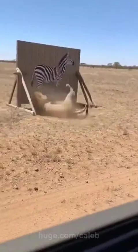 They don't smell? by caleb