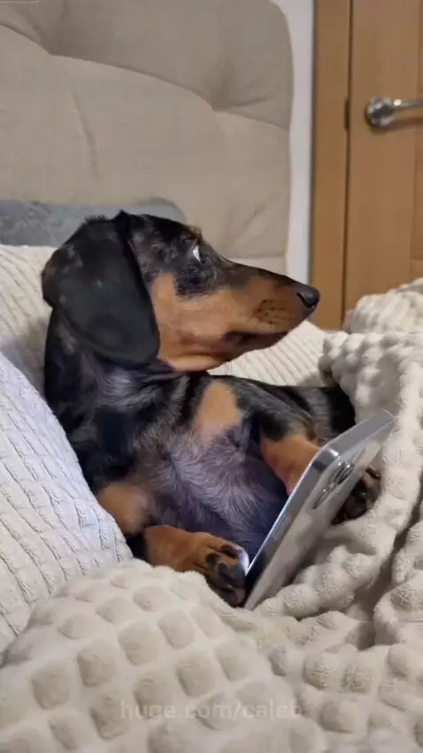 Dappled dachshund lying on a bed, quickly shoving a smartphone away with its paws and pulling a blanket over itself.