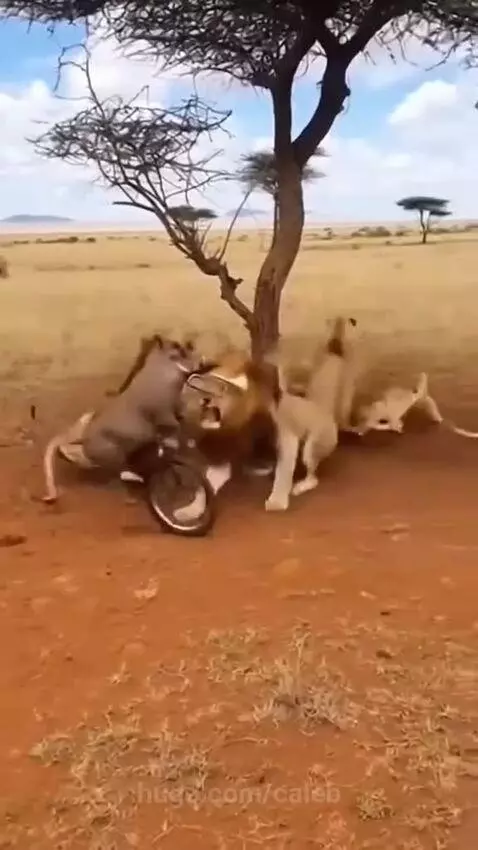 Warthog just have that aura by caleb