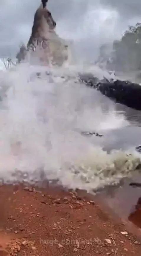 Kangaroo jumps away from a crocodile lunging out of a pond.