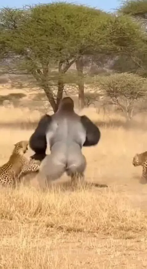 Animated gorilla swatting away two leopards in a dry, grassy savanna with scattered trees.