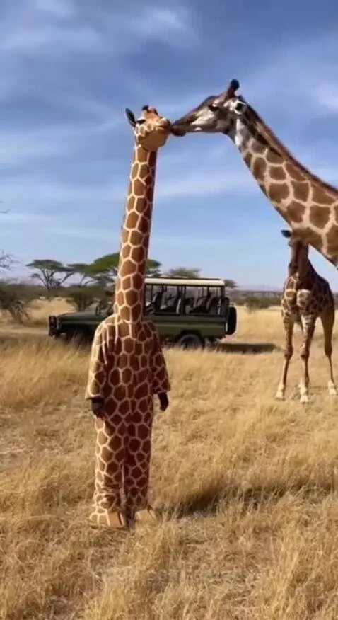 Person in a full-body giraffe costume on a savanna, with two real giraffes nearby, one licking the costume's head.