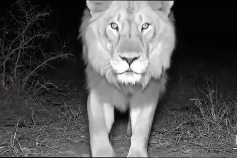Black and white video of a lion at night making peace signs and dabbing.