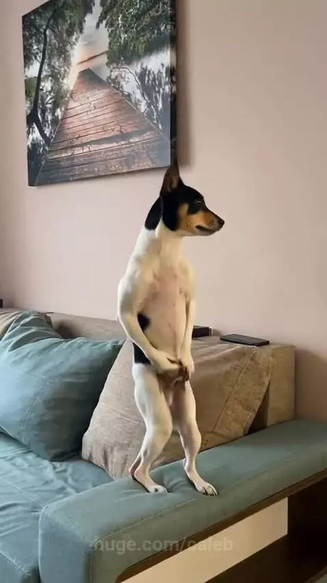 Doggy Jackson by caleb