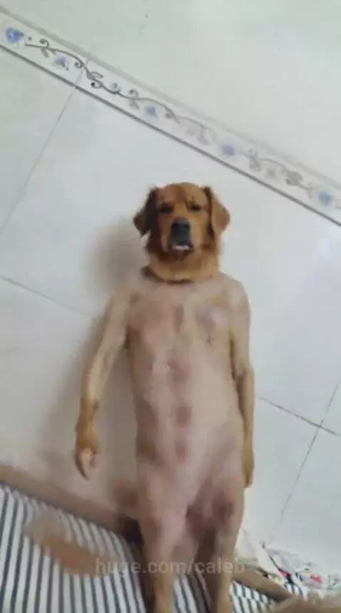 Golden retriever dog standing on hind legs with body shaved to resemble a human torso against a white tiled wall.