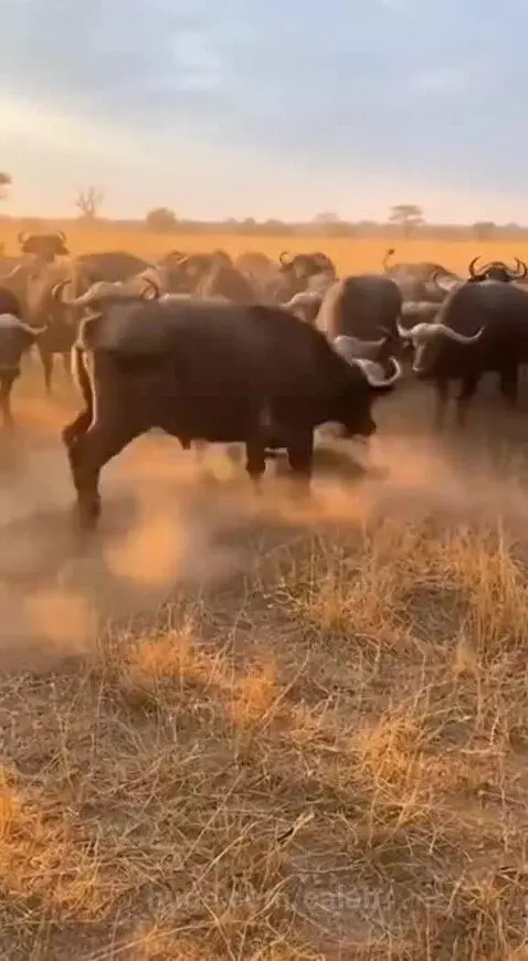 A lone lion on the ground in a dusty savanna, being attacked and trampled by a large herd of buffalo.