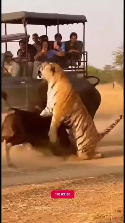 Wild things happen in the wild by caleb