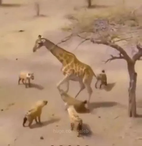 A giraffe being attacked by hyenas on land and then by a crocodile in water.