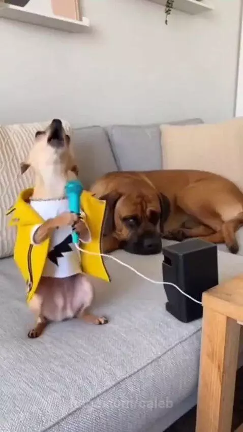 A small chihuahua dog wearing a yellow jacket and white shirt howls into a toy microphone while sitting on a couch.