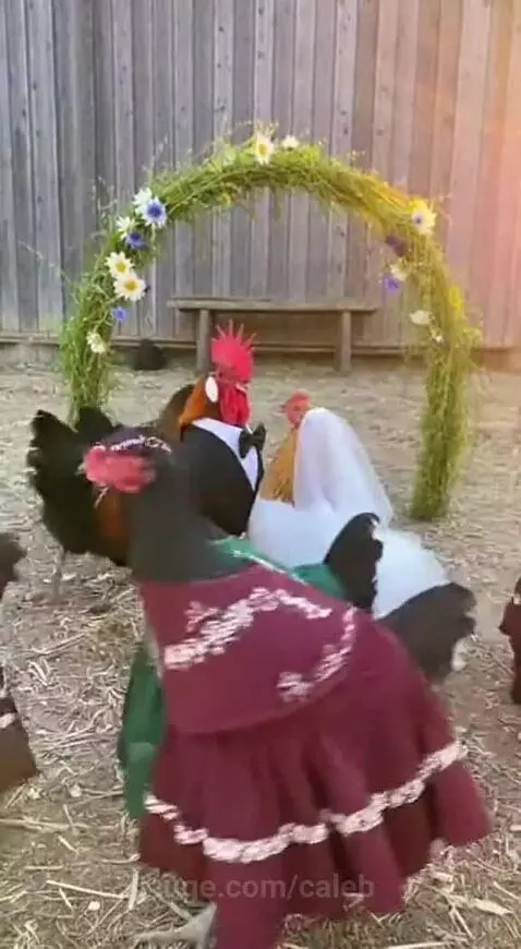 A rooster in a tuxedo and a hen in a wedding dress at a chicken wedding ceremony with guests in colorful dresses.