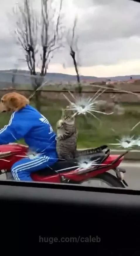 Golden retriever in a tracksuit riding a motorcycle with a cat holding a pistol behind it, shattering a car window.