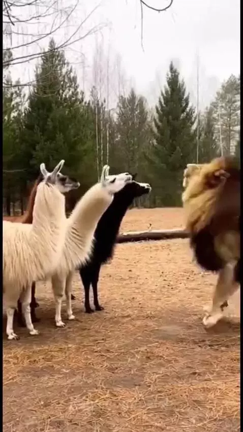 Male lion facing a group of llamas who are spitting at it in a grassy enclosure.