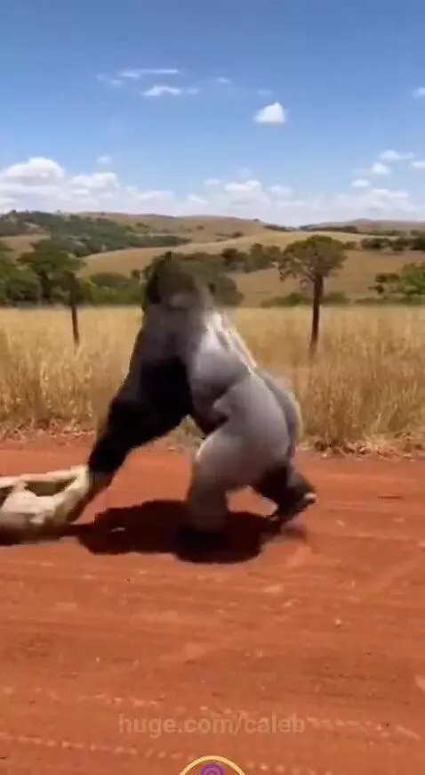 A large gorilla lifting and swinging a hyena violently on a dirt road, causing a dust cloud.