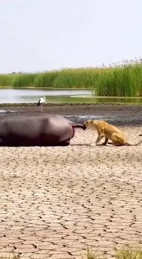 A cheetah covered in feces after being sprayed by a hippo, shaking itself off.