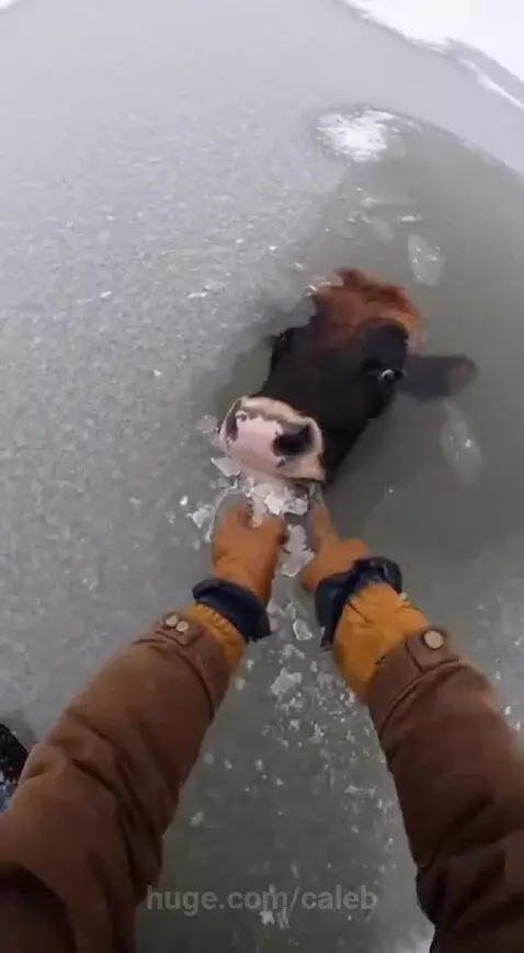 Person breaking ice to rescue a cow stuck in a frozen lake.