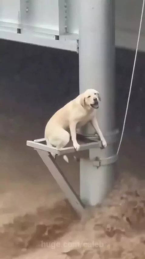 A white dog stranded on a platform near a bridge pillar is rescued by a worker rappelling down.