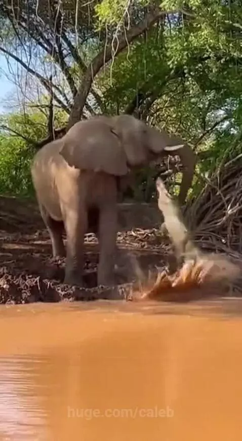 An elephant stands on a riverbank, pulling a crocodile that has clamped onto its trunk out of the water.