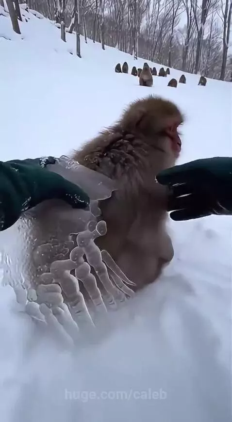 Person in green gloves carefully breaking ice off a snow monkey's fur in a snowy forest.