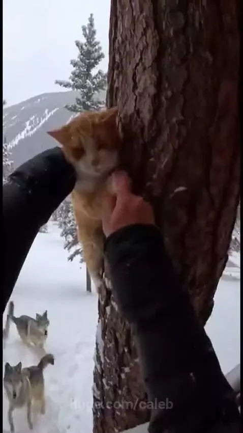 Orange cat being held by a person near a fireplace after being rescued from a snowy mountain with wolves in the background.