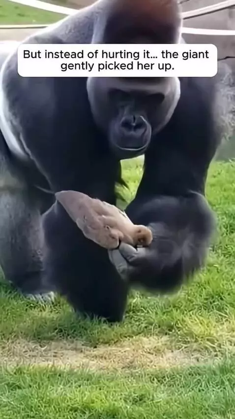 A large gorilla gently holding a tiny bird in its hand, with the bird appearing to drink water.