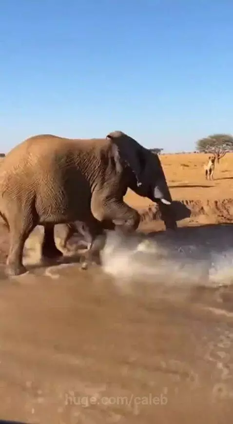 Mother elephant lifting a crocodile with her trunk to save her baby elephant from a muddy watering hole.