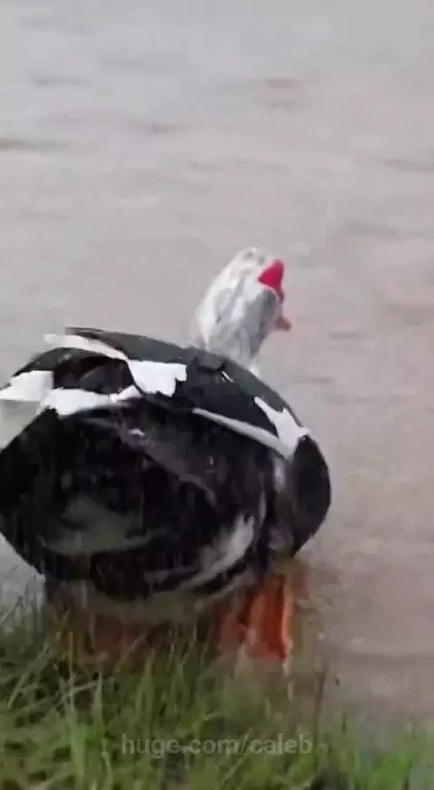 Good samaritan duck help a socked, wet and trapped puppy to ... by caleb