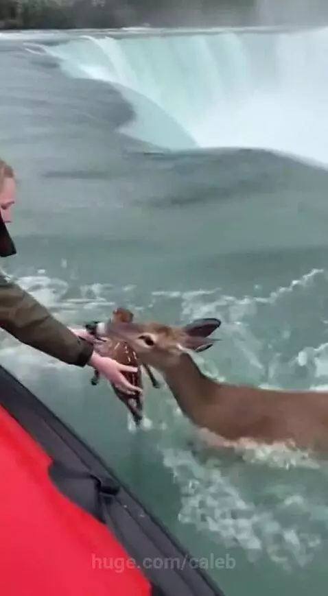 Rescuer in a boat holding a fawn taken from its mother, who is swimming near a waterfall.
