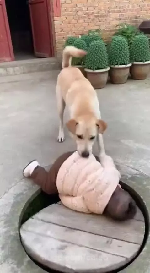 Light-colored dog pulling a baby away from the edge of an open well.