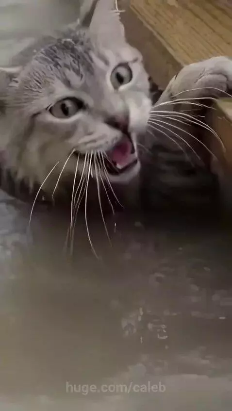 A rescuer holds a mother cat and kitten wrapped in a towel after saving them from floodwaters.