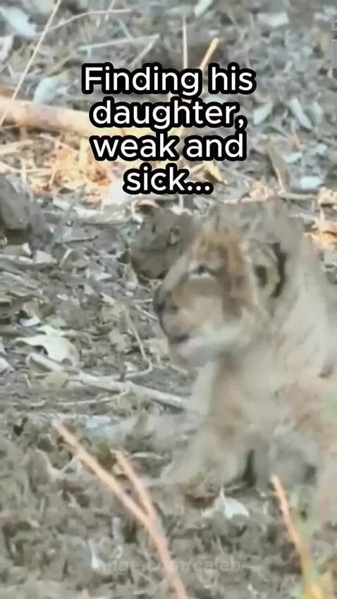Male lion looking distressed, then leading viewers to his sick cub.