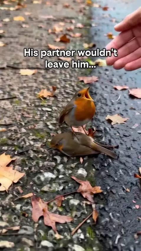 Little girl spotted injured birds on the road on her routine... by caleb