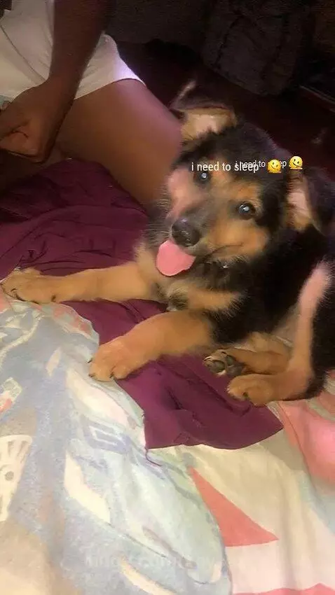 Lion shepherd by kaysax