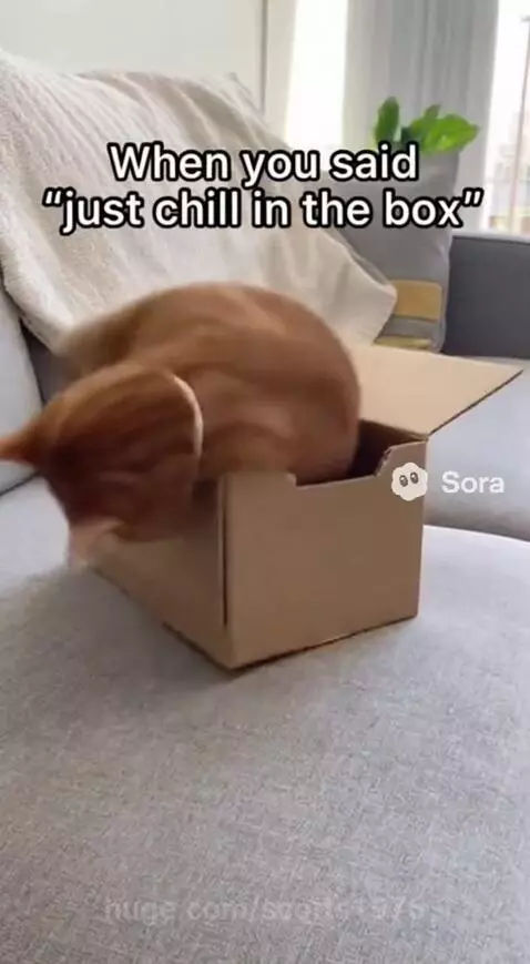 Cute cat in boc by scotts1976