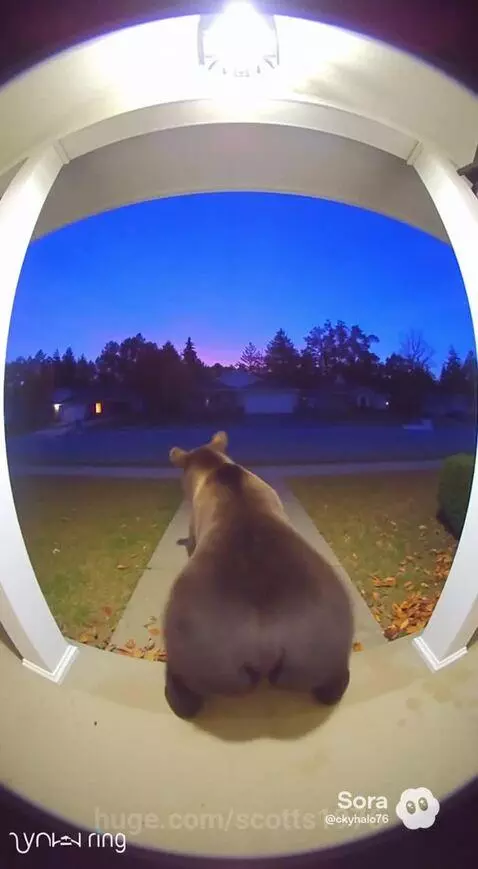 Bear twerking by scotts1976